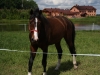 maja27