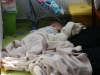 maja_10